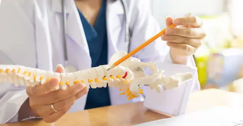 A doctor demonstrates a vertebrae on a model spine. The image stands in as a concept for types of orthopedic surgery.